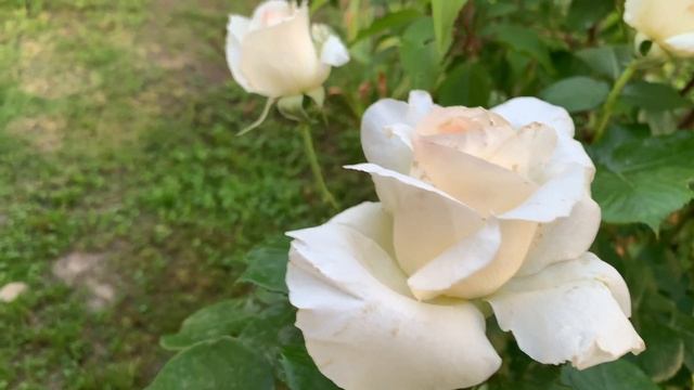 Роза Шнеевальцер (Schneewalzer) у меня на даче) смотреть онлайн