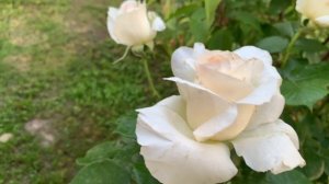 Роза Шнеевальцер (Schneewalzer) у меня на даче)