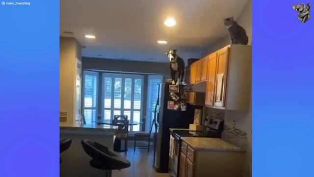 Pitbull Raised by Cats Jumps Counters Like Siblings | THE KOALA смотреть онлайн