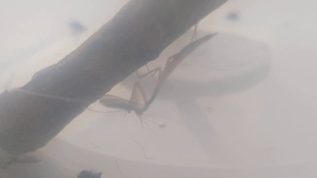 Богомол после линьки лопает вчерашнего комарика