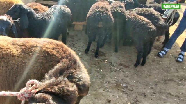 Мал БАЗАР ~ Сиз сураганды биз ТАРТТЫК смотреть онлайн