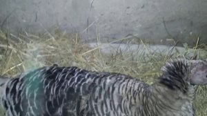 Как правильно посадить индюшку на яйца. 100% вивод индюшат