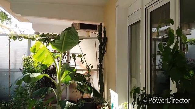 Цветущий кактус Parodia и ооочень крупная Euphorbia.