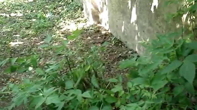 Владимирские экологи пытаются бороться с "кленом-убийцей" смотреть онлайн