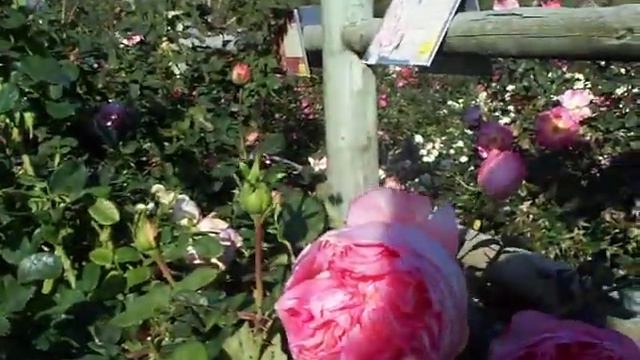 Rose Seduction Sh.mov