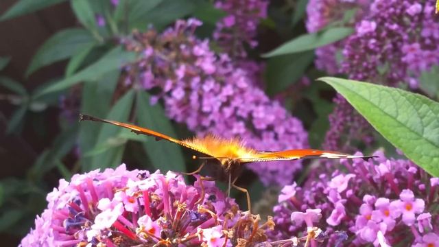 Peacock Butterfly (Aglais io) 2016 смотреть онлайн