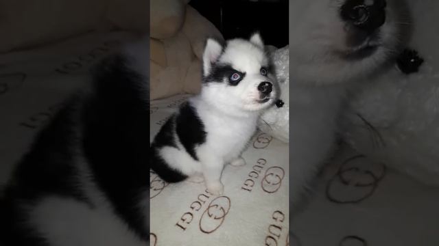 Хаски окрас пиболд редкий смотреть онлайн