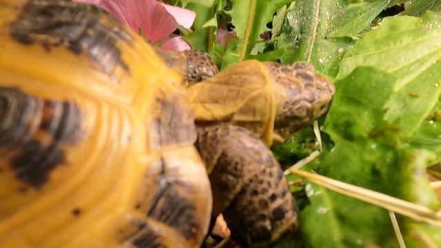 #ЧЕРЕПАХА крупным планом ЕСТ подорожник / Среднеазиатская сухопутная черепаха Натан - Натаниэль смотреть онлайн