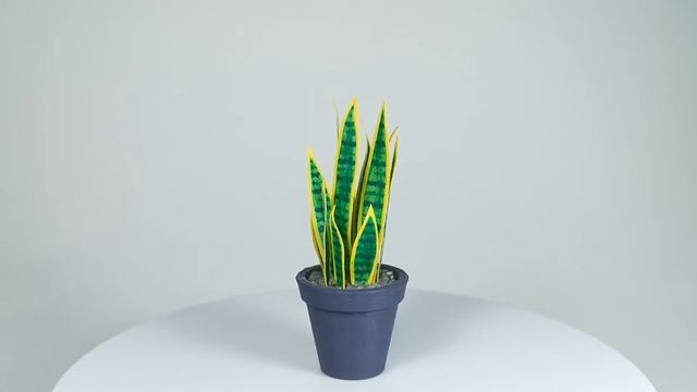 Dollhouse Miniature. Houseplants. Sansevieria. Кукольная миниатюра. Комнатные растения. Сансевиерия