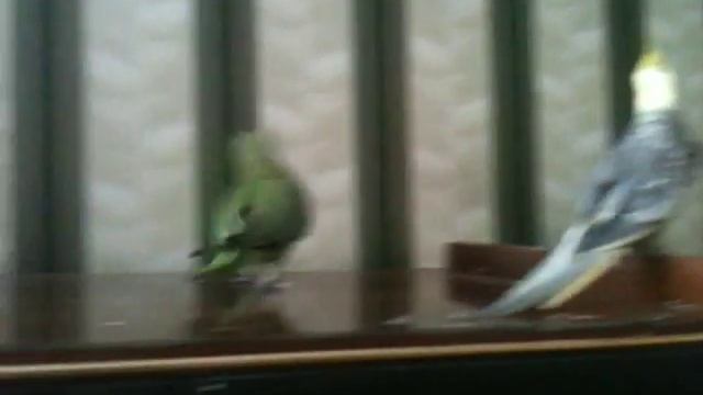 Ожереловый и корелла смотреть онлайн