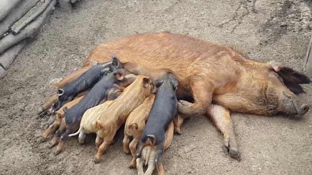 Поросята кушают - Венгерская мангалица смотреть онлайн