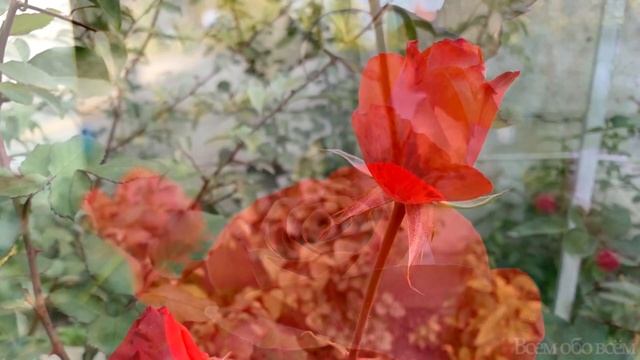 Роза Анжелика ( Rose Angelique ) 2021г. Киев