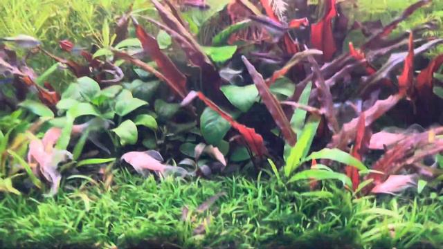 The Cutest new Fish in my Fishroom! смотреть онлайн