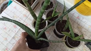 Пересадка сансевиерии Цилиндра и Микадо