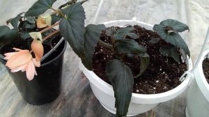 Бегония беллекония - секрет укоренения.