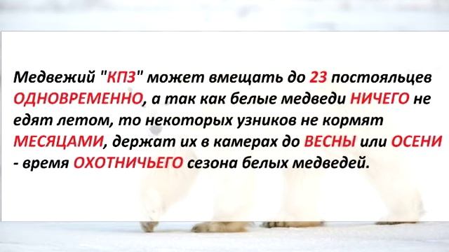 Все обо всем - За что белые медведи попадают в тюрьму? смотреть онлайн
