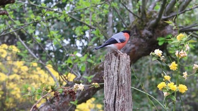 Снегирь летом.Bullfinch in summer. смотреть онлайн