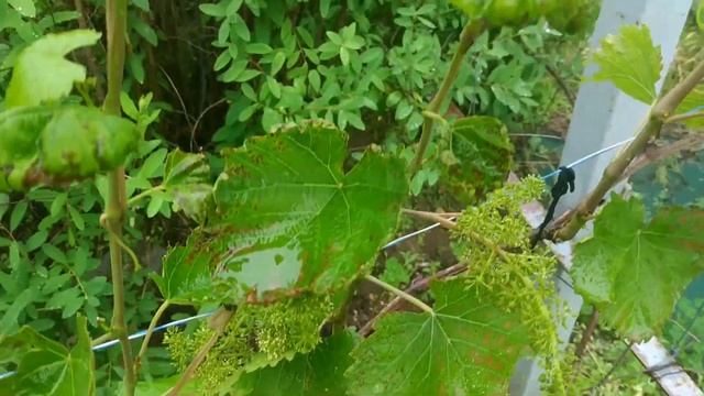 Опять беда на цветущем винограднике Волгоградская область 5 июня 2023 смотреть онлайн