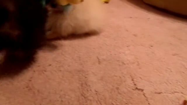 Принц и Марик.Микро шпицы из питомника Гордость Эмили смотреть онлайн