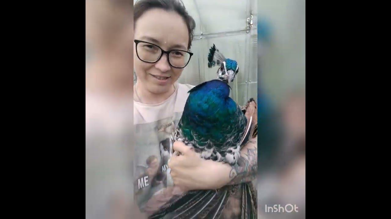 Павлины прожили с нами год, чем удивили? Постройка павильона для павлинов. смотреть онлайн
