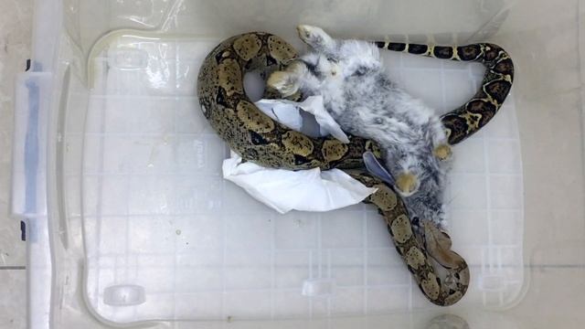 Warning! Live Feeding | Boa Constrictor Eating Rabbit | افتراس смотреть онлайн