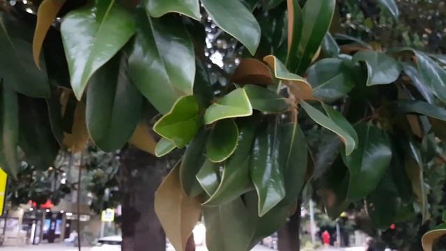 СОЧИ: плоды магнолии крупноцветковой | Жизнь на Юге смотреть онлайн