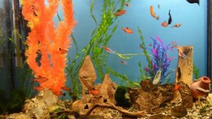 Пресноводный аквариум на 80 литров