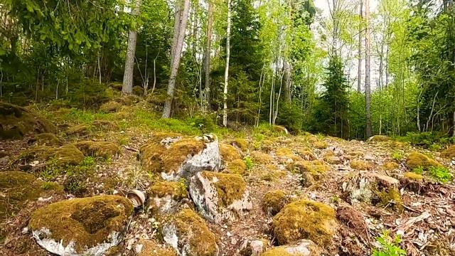 Любимовское Озеро Лен.обл смотреть онлайн