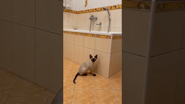 A huge owl won't let the cat into the bath! смотреть онлайн