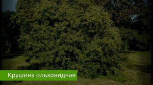 Крушина ольховидная - полезные свойства для человека / Захар Травник