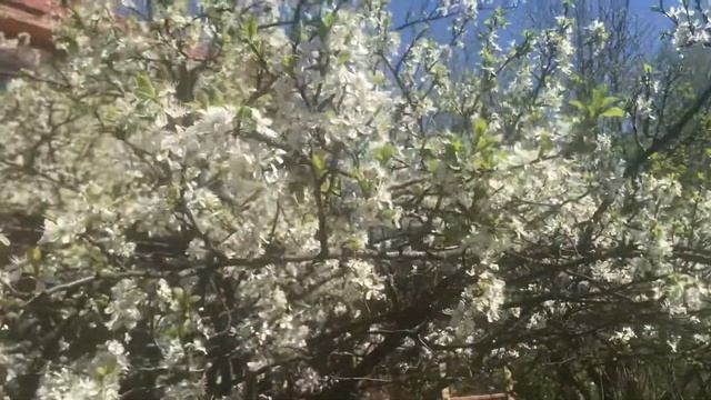 Цветение сливы в мае) смотреть онлайн