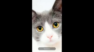 Установить изображение  ,фото на экран смартфона