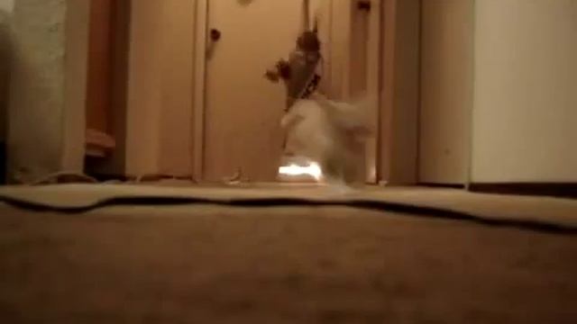Котята и пылесос смотреть онлайн