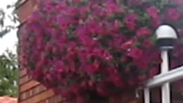 Каскадна петуния смотреть онлайн