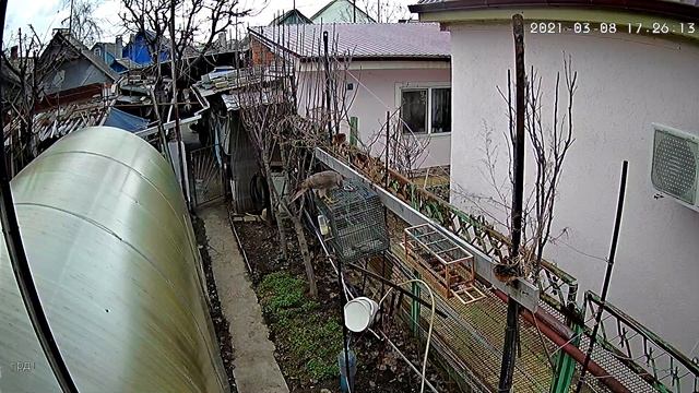 Ястреб Тетеревятник атакует птиц смотреть онлайн