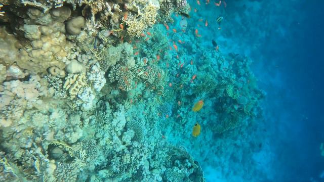 Redsea Beautiful coral reefs Relax music🐠Самый красивый коралловый риф 2022 смотреть онлайн