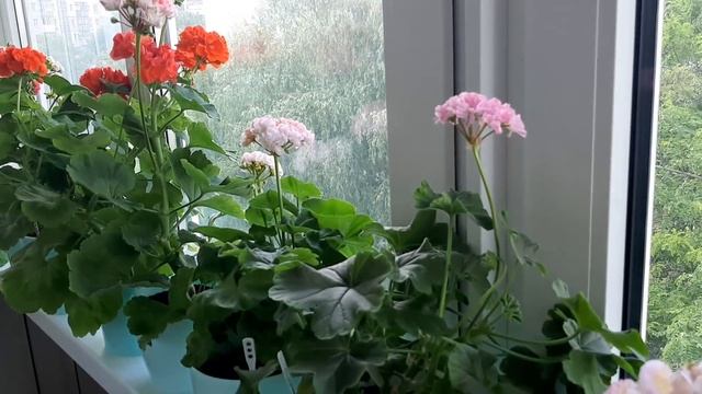 Все о Поливе пеларгонии! Как поливать? Когда? и Сколько?