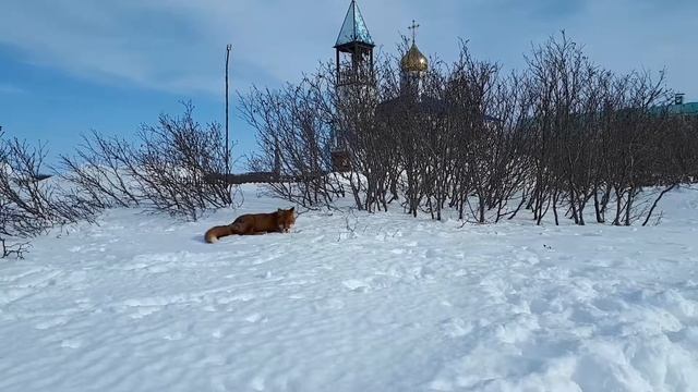 Лиса пришла в гости к людям смотреть онлайн