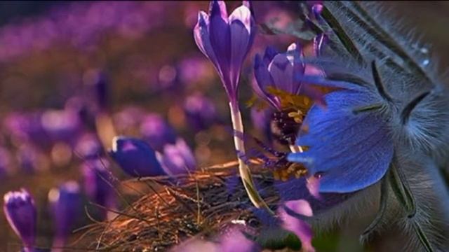 Yoimachi Gusa Вечерний первоцвет Satori Oda смотреть онлайн