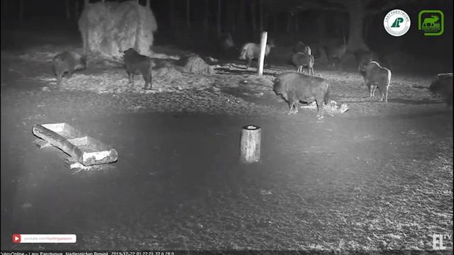 Попытка нападения волков на стадо зубров смотреть онлайн