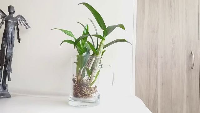 Орхидеи БЕЗ СУБСТРАТА. Можно - но СЛОЖНО. Разберем? смотреть онлайн