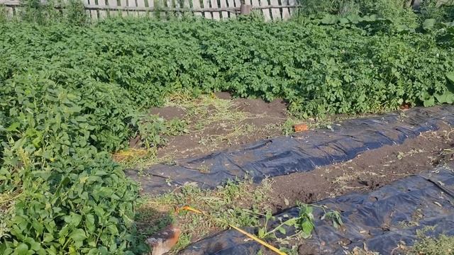 Еще ребенок? Реву над грядками. Благодарна девайсам / Семья Фетистовых смотреть онлайн