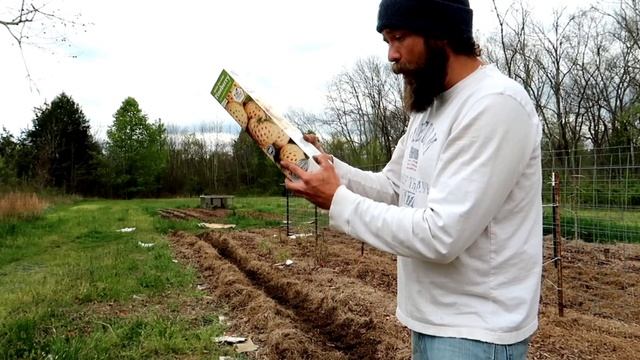 Planting Pineberry & Strawberry Roots From Tractor Supply In Ruth Stout Garden смотреть онлайн