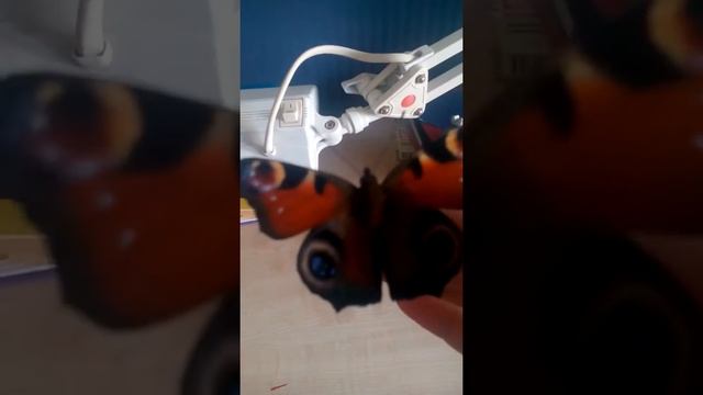 Дневной павлина глаз. смотреть онлайн