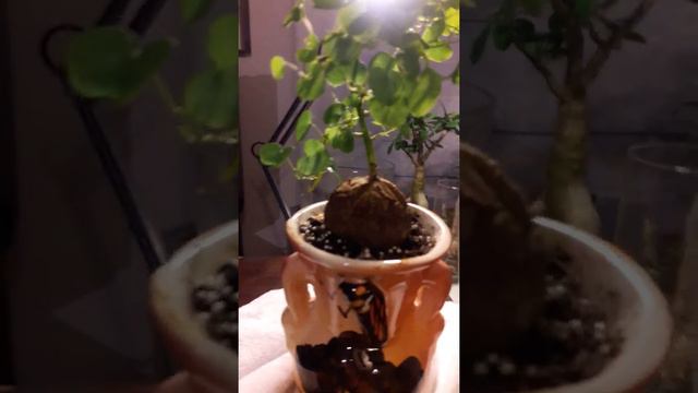 Dioscorea Elephant, succulent, caudex, cactus. Dioscorea大象，肉质，caudex，仙人掌。 смотреть онлайн