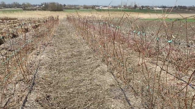 Обзор мини плантации голубики||ежевики||малины смотреть онлайн