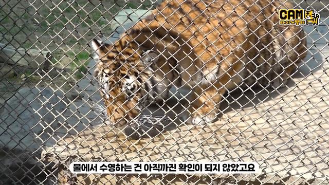(SUB) 니 내 눈지 아니? 나 타이거밸리의 아름이야! 골목대장 아름이의 살벌한 간식 타임🐯 │타이거밸리 애니멀톡 Tiger Valley смотреть онлайн