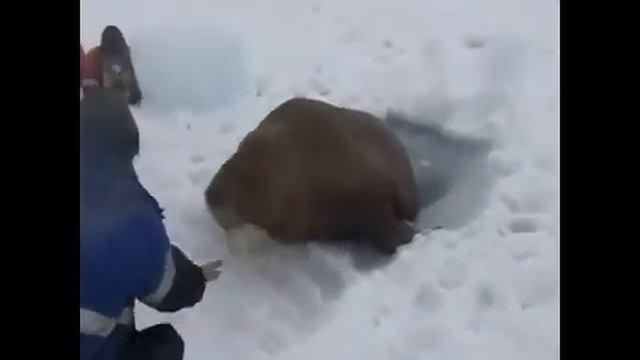 Привет, я морж! смотреть онлайн