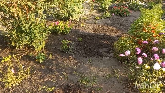 Собираемся домой /Урожай/Почистила дорожку от травы /У меня появились флоксы розовые / смотреть онлайн