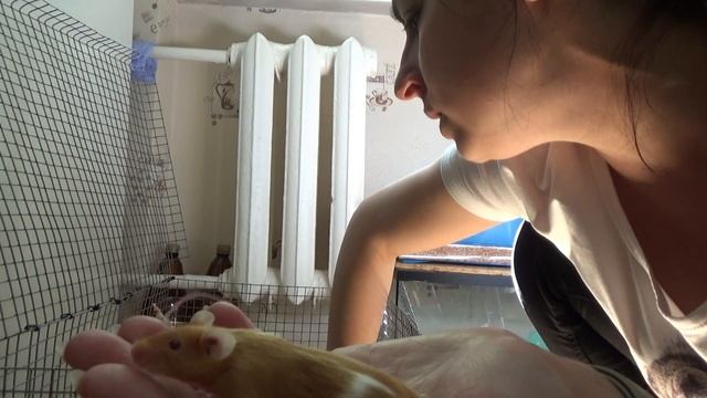 Мыши! Отличия поведения дикой и декорашек! 7 девчоночек смотреть онлайн